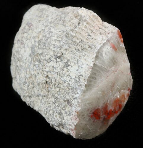 Pennsylvanian Aged Red Agatized Horn Coral - Utah #46750